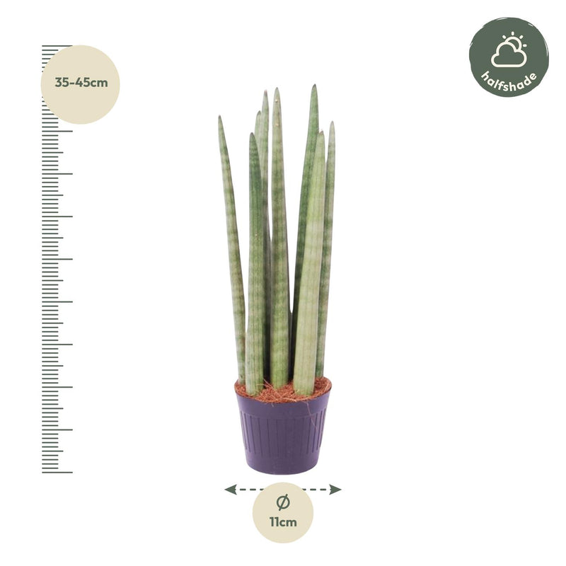 Sansevieria cylindrica 'Spaghetti'