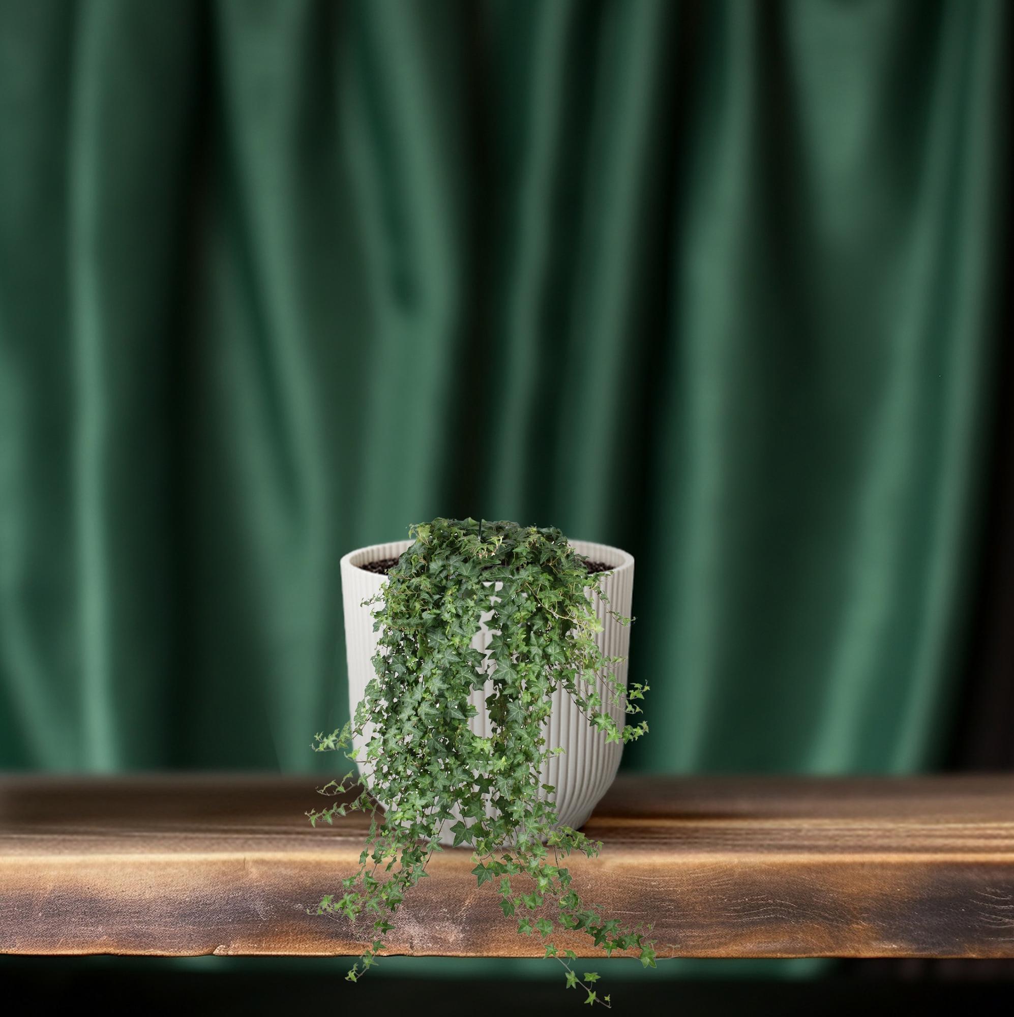 Hedera Helix ‘Pitsburg’ – Hang / XXL