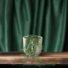 Hedera Helix ‘Pitsburg’ – Hang / XXL