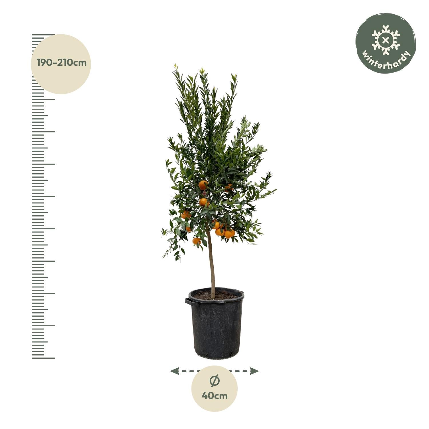 Citrus Mandarino