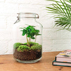 Coffea Arabica Terrarium Jar