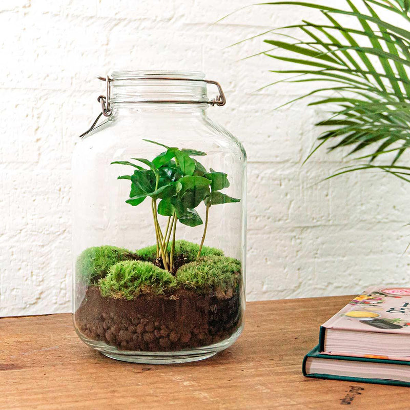 Coffea Arabica Terrarium Jar