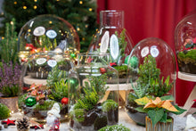 Holly Christmas Terrarium DIY Kit