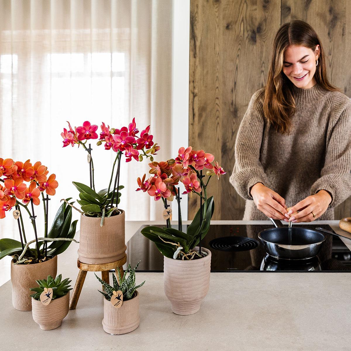 Kolibri Orchids Phalaenopsis Congo Rood