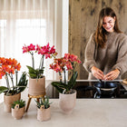 Kolibri Orchids Phalaenopsis Congo Rood