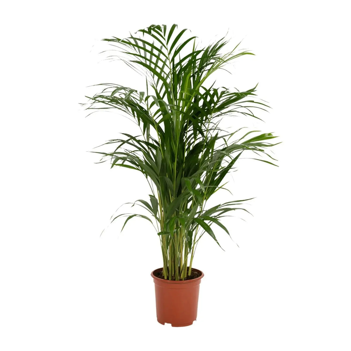 Areca palm - Ø19cm - ↕85cm Everspring