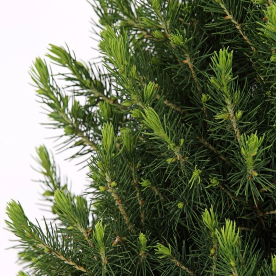 Picea Glauca Conica Kerstboom met Dennenappeldecoratie