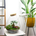 Drop XL Bonsai Terrarium
