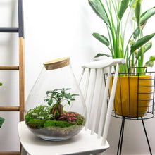 Drop XL Bonsai Terrarium