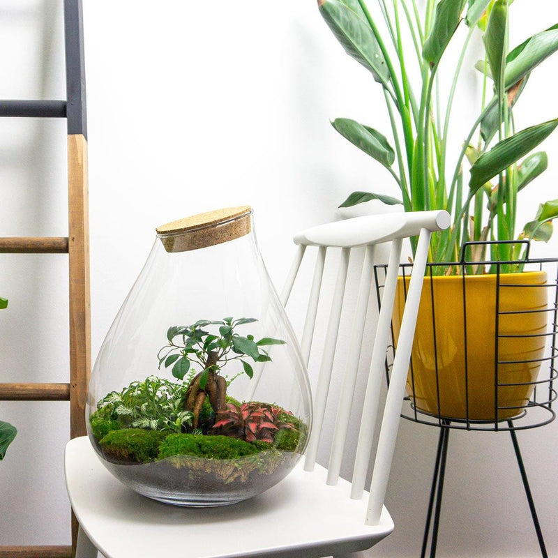 Drop XL Bonsai Terrarium