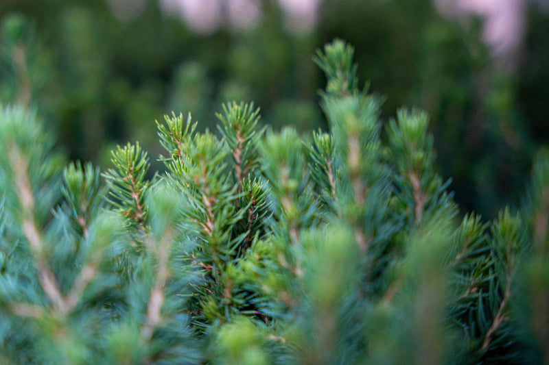 12x Mini-Kerstboom – Picea Glauca ‘Perfecta’
