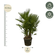 Chamaerops Humilis multi stam