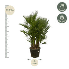 Chamaerops Humilis multi stam