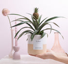 Ananas Rosita Gift “To Adore”