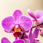 Surprise Box Mix – 2x Orchidee Everspring