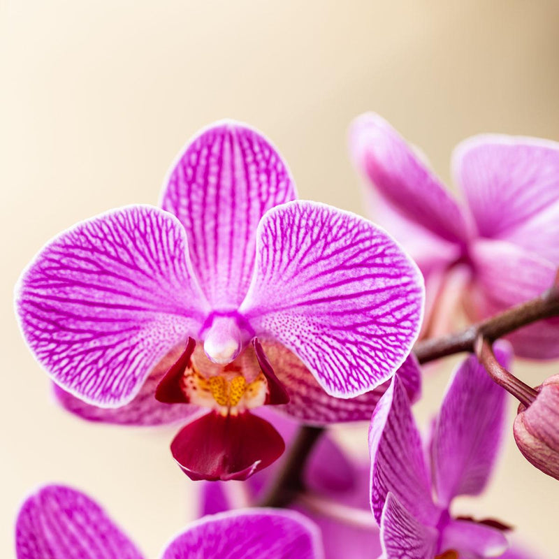 Surprise Box Mix – 2x Orchidee