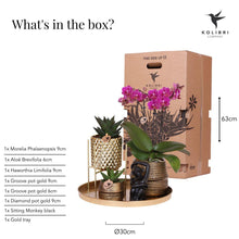 Kolibri Company Gift Set Hotel Chic – Orchidee Morelia & Succulenten met sierpotten