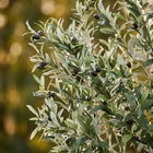 Kunst Olijfboom (Olea europaea) Everspring