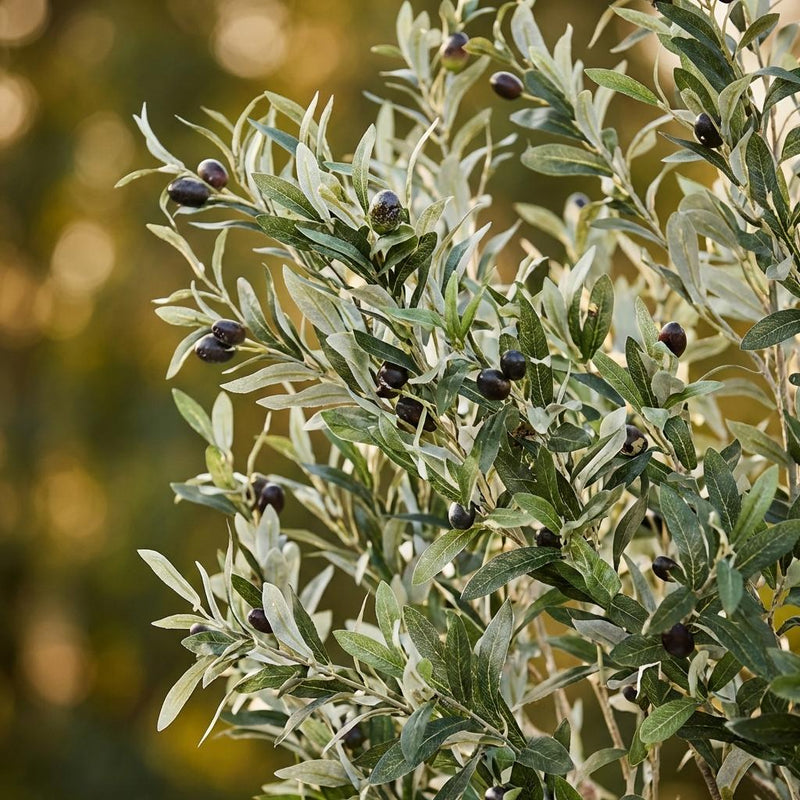 Kunst Olijfboom (Olea europaea)