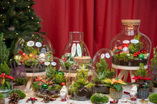 Holly Christmas Terrarium DIY Kit