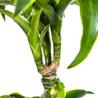 Dracaena Deremensis Dorado met mand Ø24cm