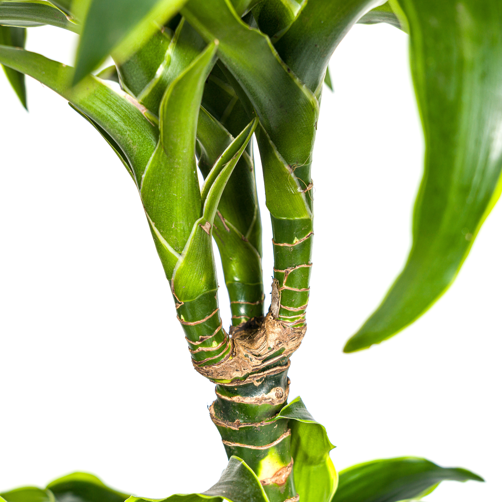 Dracaena Deremensis Dorado met mand Ø24cm