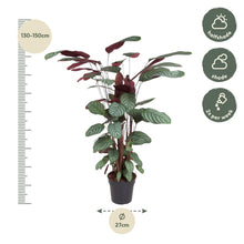 Calathea Oppenheimiana
