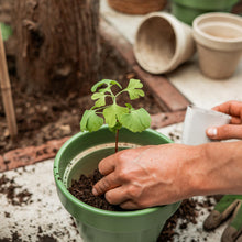 Levensboom - Ginkgo Biloba in Brievenbusdoosje