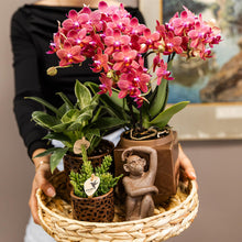 Kolibri Orchids Phalaenopsis Congo Rood