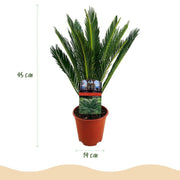 Cycas revoluta (Palmvaren) Everspring