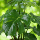 Monstera Deliciosa (Gatenplant) – Inclusief Mand