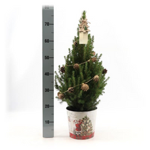 Picea Glauca Conica Kerstboom met Dennenappeldecoratie
