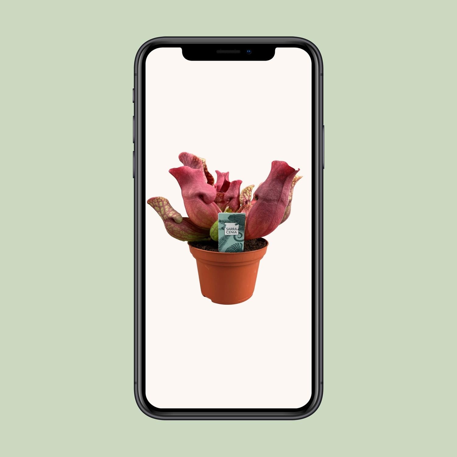 Sarracenia ‘Maroon’ (Bekerplant)