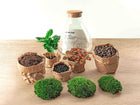 Sammie Coffea Terrarium