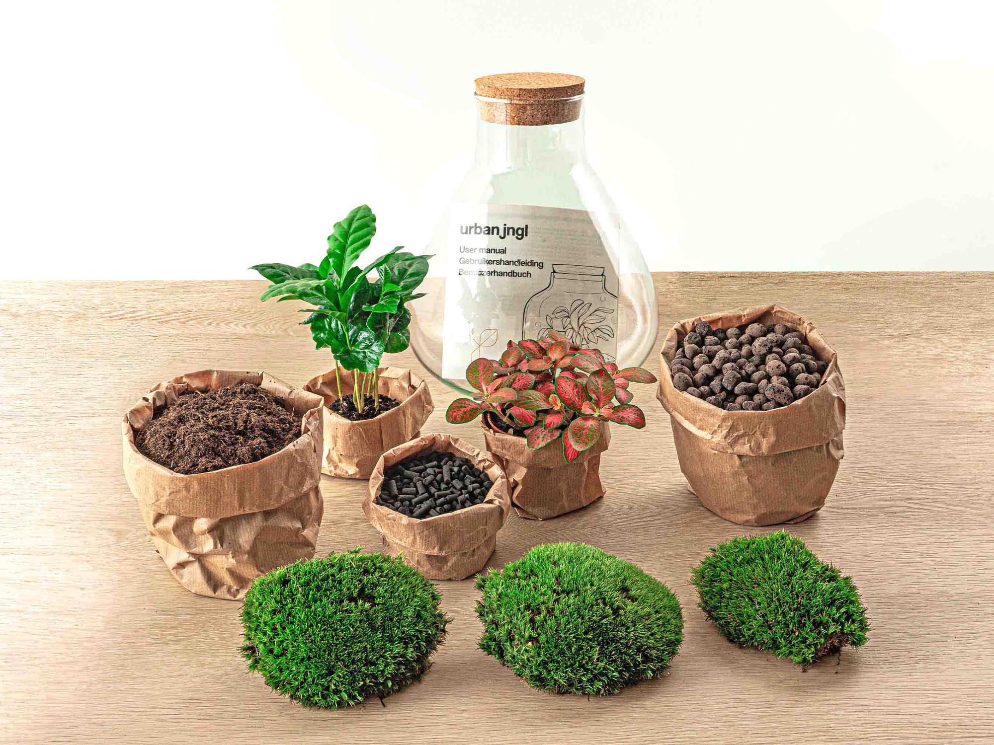 Sammie Coffea Terrarium