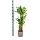 Yucca Elephantipes met mand