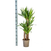 Yucca Elephantipes met mand