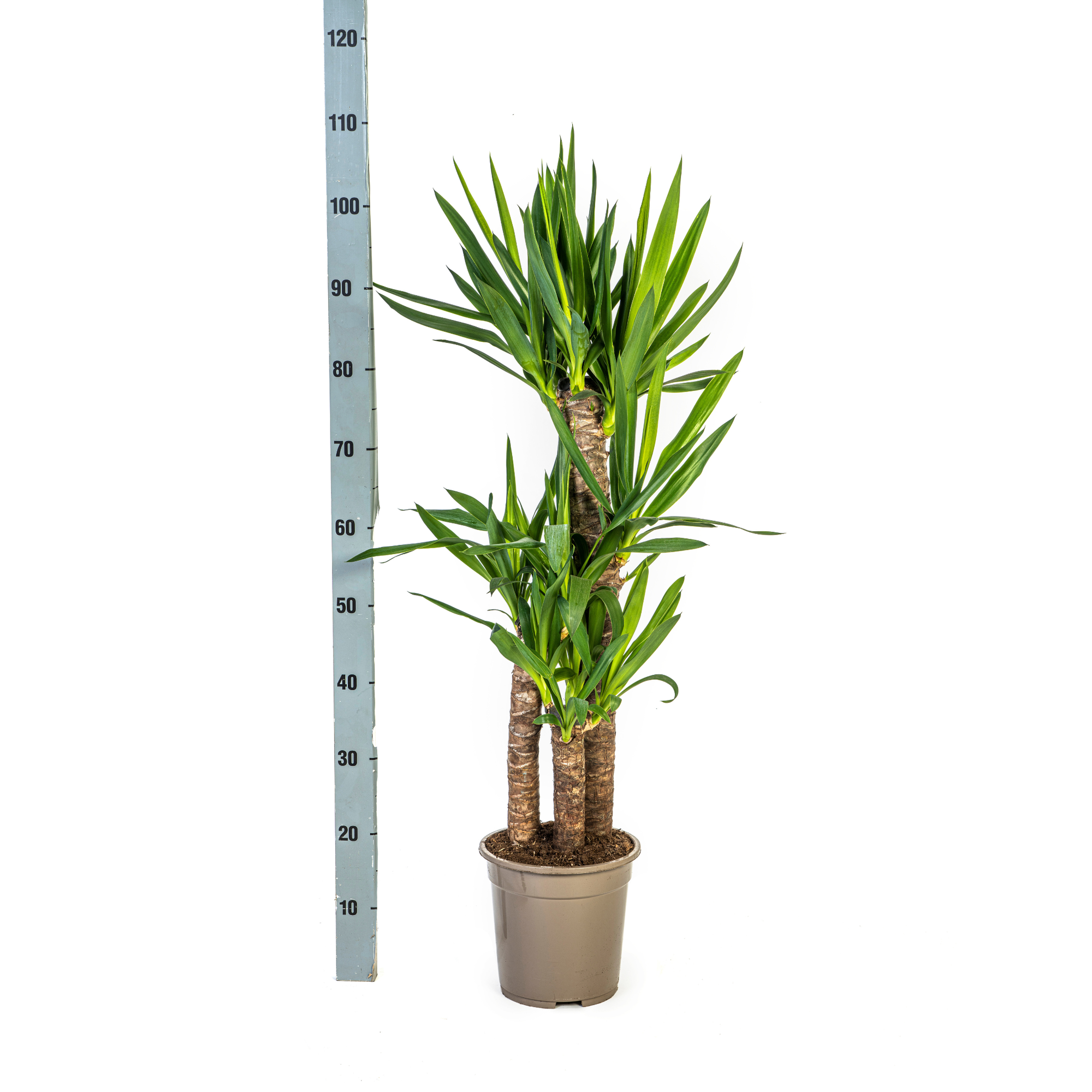 Yucca Elephantipes met mand