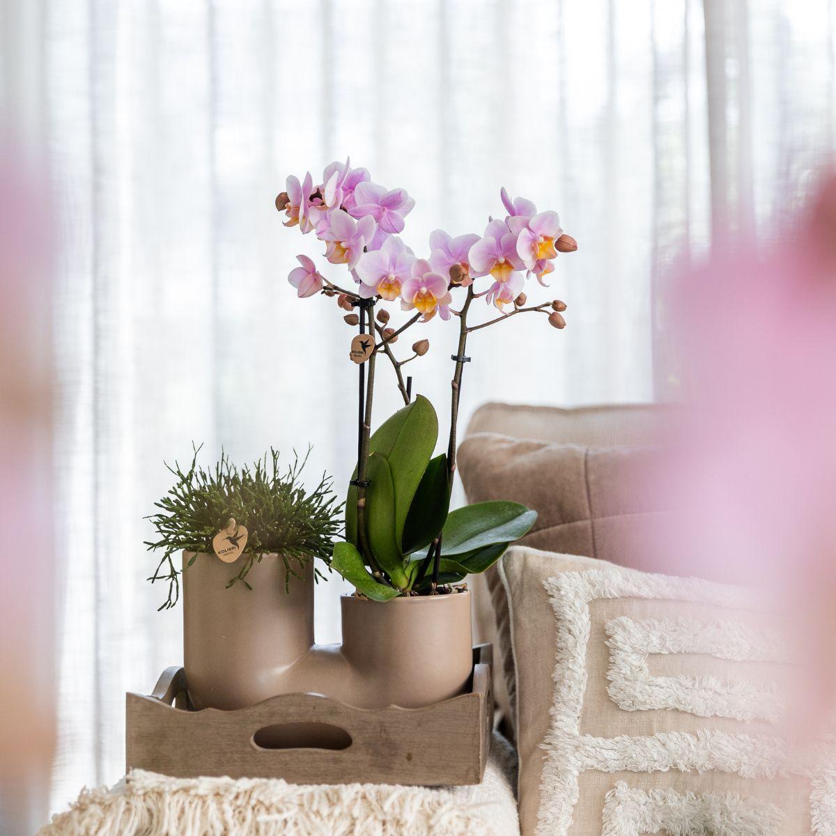 Kolibri Orchids | Witte orchidee Zürich + Succulent in Tube Sand