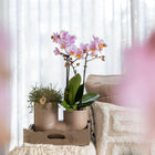 Kolibri Orchids | Witte orchidee Zürich + Succulent in Tube Sand