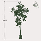 Kunst Magnolia Grandiflora Everspring