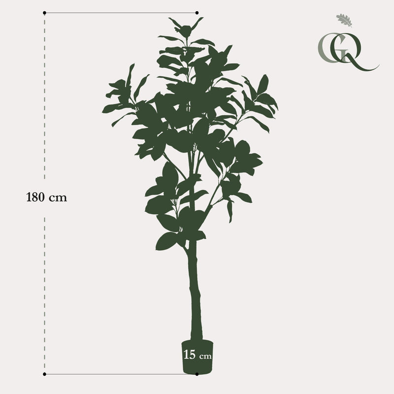 Kunst Magnolia Grandiflora
