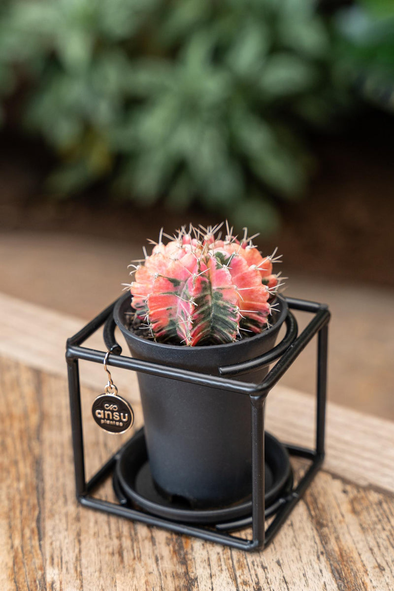 Cactus In Design Frame