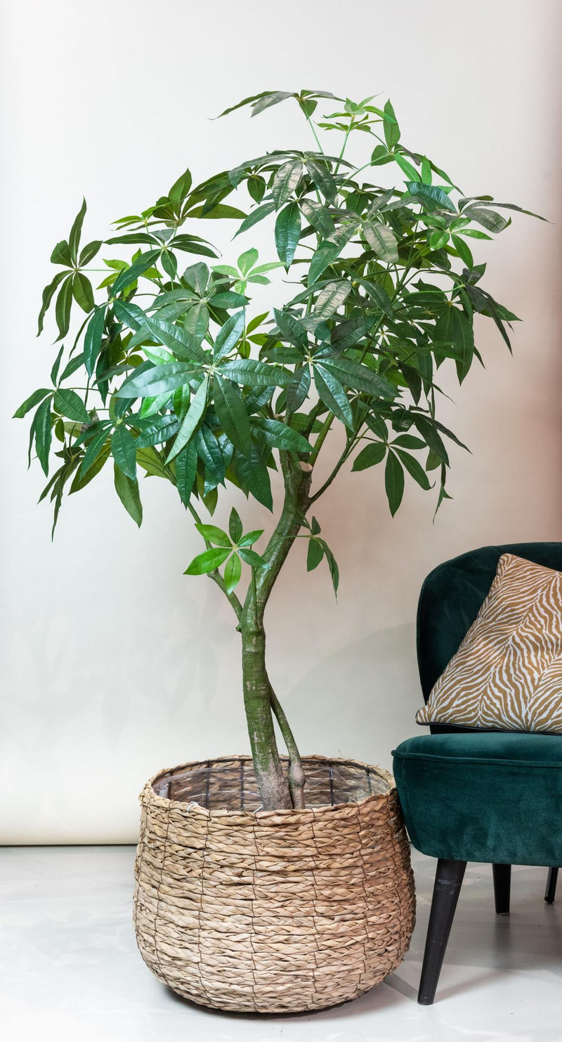 Pachira Aquatica Kunstplant (Geldboom)