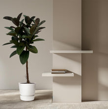 Ficus Elastica Robusta stam