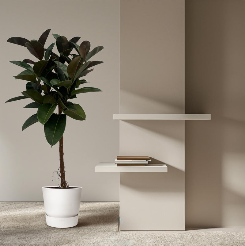 Ficus Elastica Robusta stam