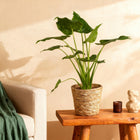 Alocasia Cucullata ‘Boeddha’s Hand’ – Met Mand