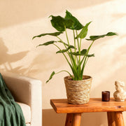 Alocasia Cucullata ‘Boeddha’s Hand’ – Met Mand