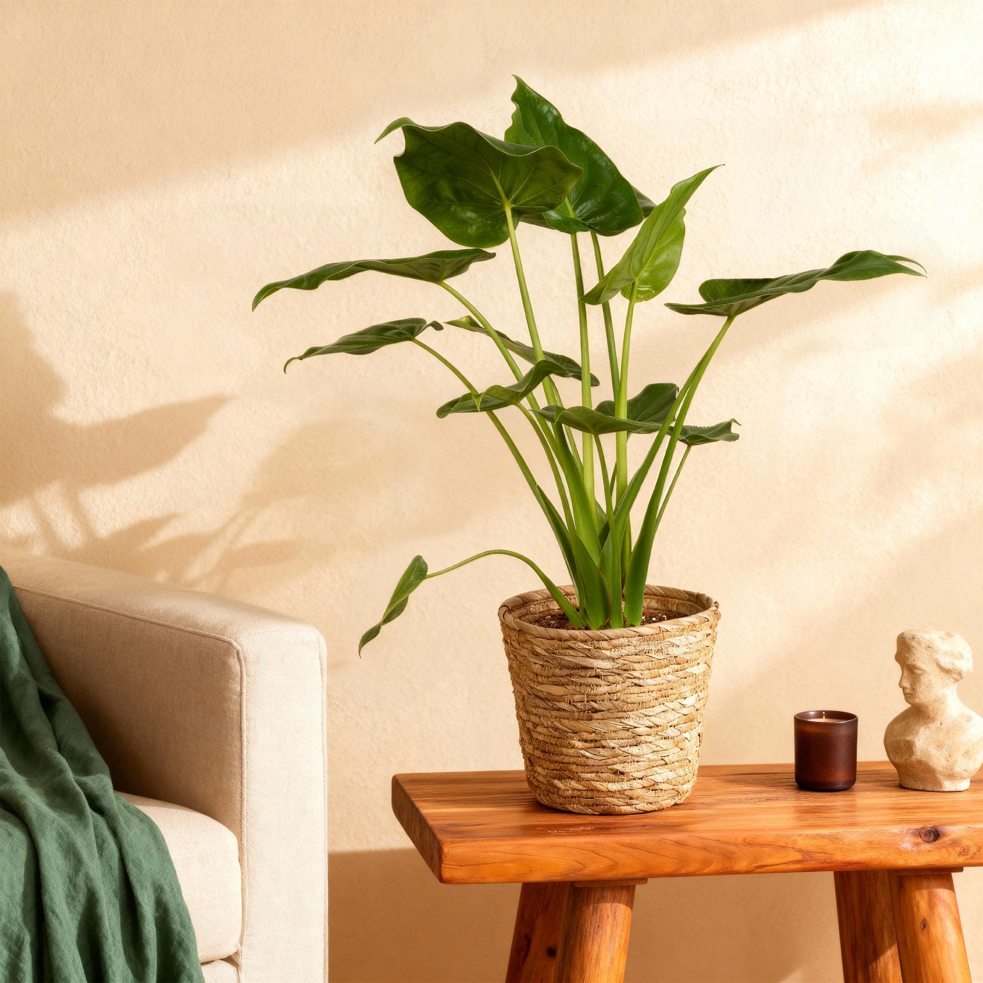 Alocasia Cucullata ‘Boeddha’s Hand’ – Met Mand
