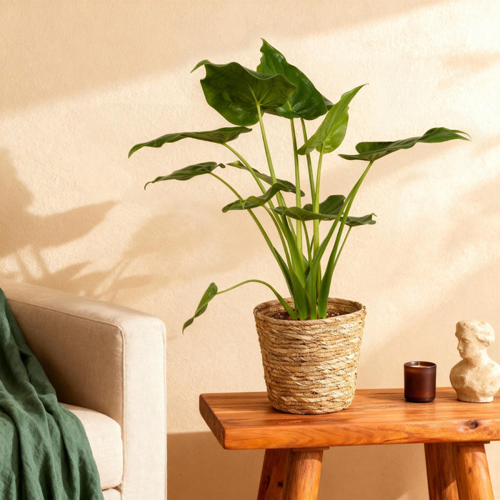 Alocasia Cucullata ‘Boeddha’s Hand’ – Met Mand